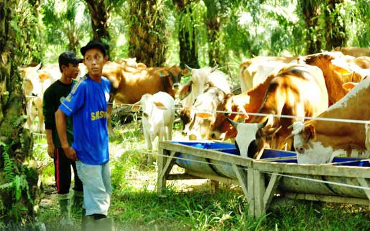 Sulung Ranch Terbuka Bagi Masyarakat Belajar Beternak Sapi