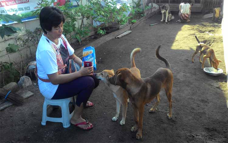 Warga bermain dengan anjing yang dirawat di Rumah Singgah Anjing Terlantar Palangka Raya