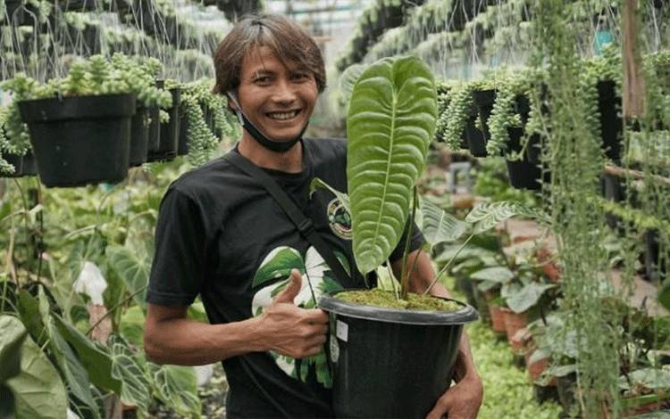 Petani tanaman hias, Cuwartono memegang Anthurium Veitchii dalam nurserinya di wilayah Cihideung, Bandung, Jawa Barat, Jumat, 1 Januari 2020. Tempo/Hendartyo Hanggi