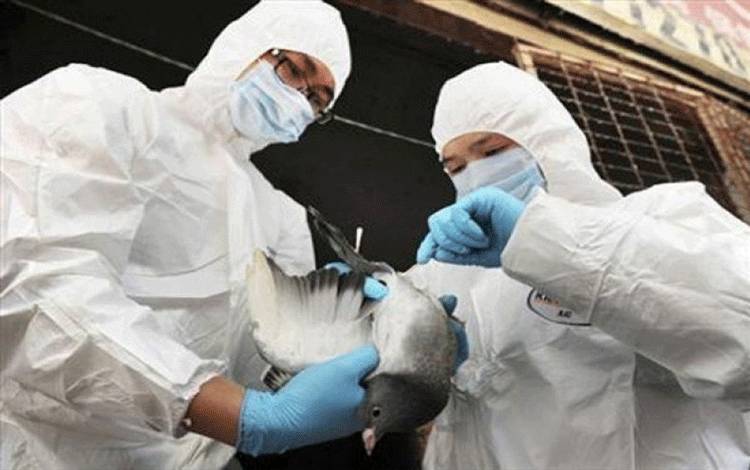 Petugas kesehatan memeriksa kondisi unggas sebagai antisipasi penyebaran flu burung. (ANTARA/Reuters)