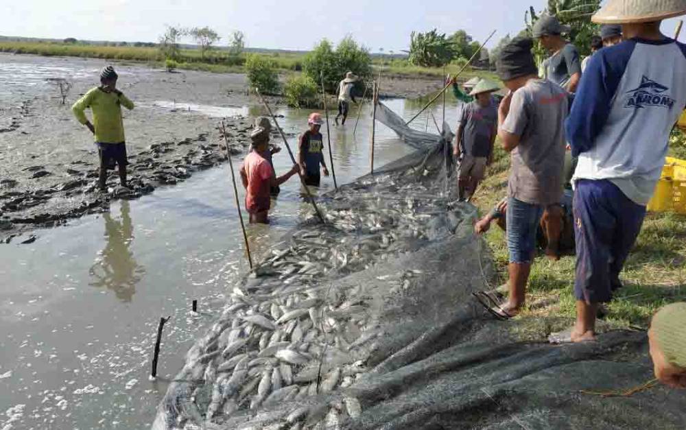 Kabupaten Seruyan memiliki potensi perikanan melimpah, salah satunya perikanan budidaya ikan bandeng yang banyak dikembangkan di pesisir Kuala Pembuang.