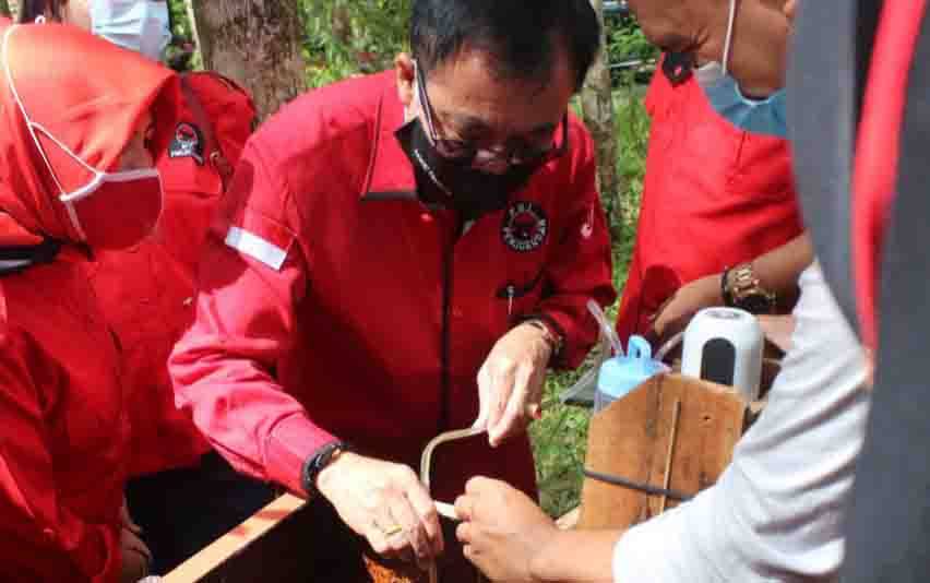 Ketua DPC PDIP Katingan, Sakariyas memanen madu lebah kelulut.