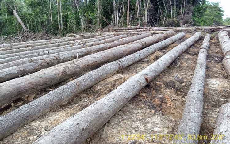 Barang bukti kayu meranti hasill ilegal Logging di hutan Kalimantan Tengah 