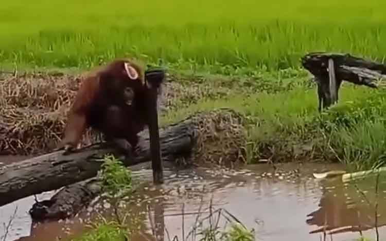 Orangutan jantan saat berada di lahan pertanian warga di Kotim. Saat ini sudah dievakuasi ke BKSDA Pangkalan Bun.