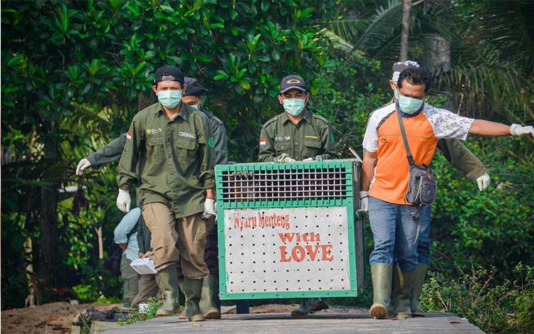 Membuka Tahun 2021, SSMS dan Yayasan BOS Pindahkan 3 Orangutan ke Pulau Suaka Badak Kecil