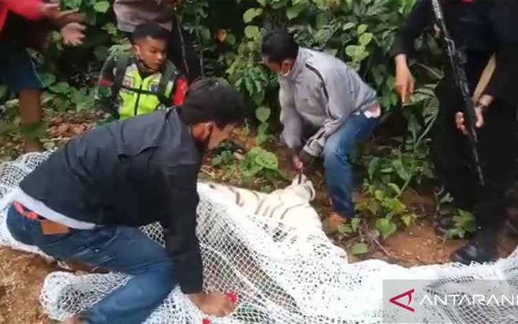 Petugas gabungan dari BKSDA Kalbar dan TNI/Polri berhasil mengamankan harimau yang lepas dari Sinka Zoo