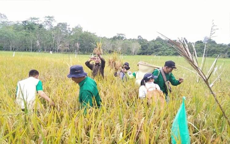 Para penyuluh, petugas teknis dan petani melakukan panen padi di Desa Rarawa, Kecamatan Gunung Timang.