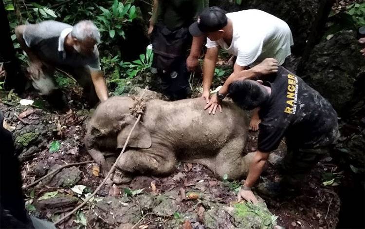 Tim konservasi sumber daya alam mengevakuasi anak gajah yang terkena jerat di hutan kawasan pedalaman Aceh Timur, Selasa (18/6/2019). Antara Aceh/HO/BKSDA Aceh