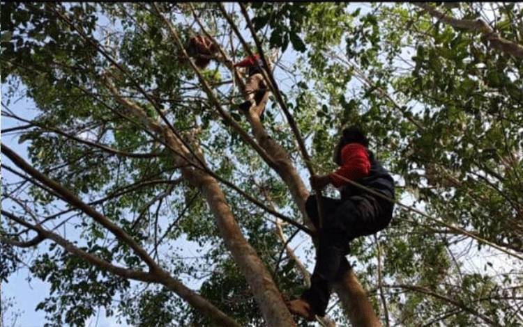 Sejumlah petugas saat menaiki pohon untuk evakuasi orangutan.