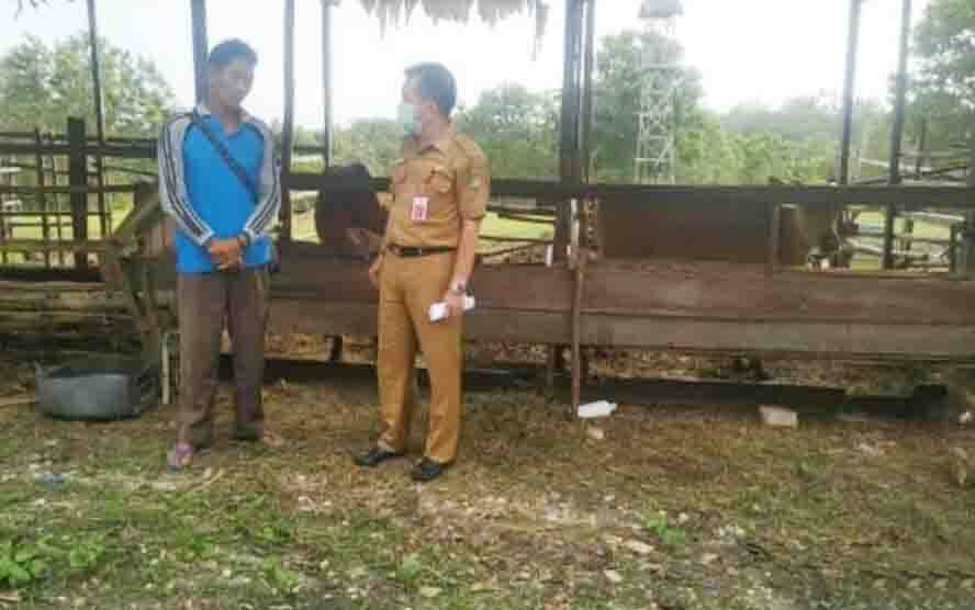 Kepala Dinas Pertanian Barito Utara, Syahmiludin A Surapati saat melakukan pertemuan dengan kelompok tani Maju Jaya Desa Trinsing, Kecamatan Teweh Tengah sekaligus meninjau kandang koloni sapi potong.