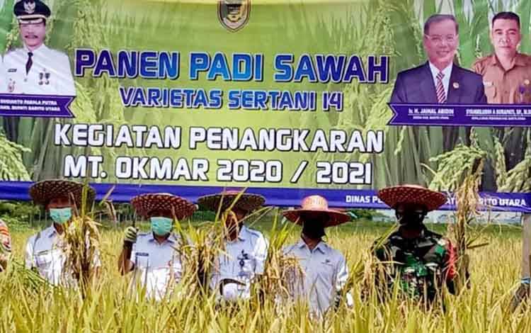 Panen padi bersama di Dusun Transbangdep, Desa Bintang Ninggi I, kecamatan Teweh Selatan, Kabupaten Barito Utara