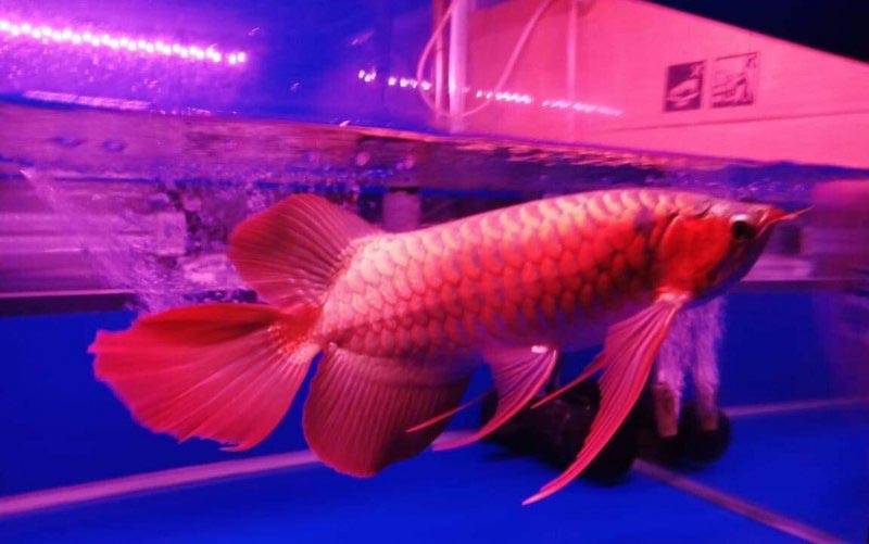 Ikan Arwana super red asal Kapuas Hulu Kalimantan Barat yang sudah mendunia. (Foto Istimewa)