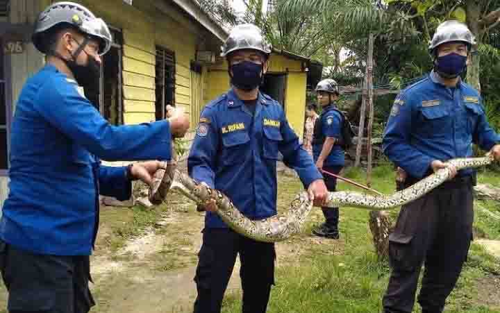 Sejumlah petugas Dinas Pemadam Kebakaran dan Penyelamatan, saat evakuasi ular sanca batik sepanjang 4 meter yang memakan ternak warga.
