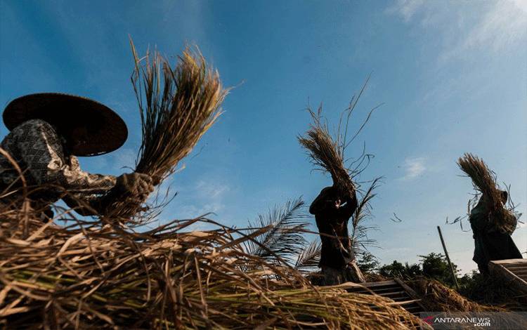 Petani memanen padi di Cikulur, Lebak, Banten, Sabtu (20/3/2021). Bank Indonesia mencatat pertumbuhan kredit UMKM dari enam sektor utama UMKM di sektor pertanian tumbuh positif sebesar 16,7 persen pada Desember 2020. ANTARA FOTO/Muhammad Bagus Khoiruans/hp. (ANTARA FOTO/MUHAMMAD BAGUS KHOIRUNAS)