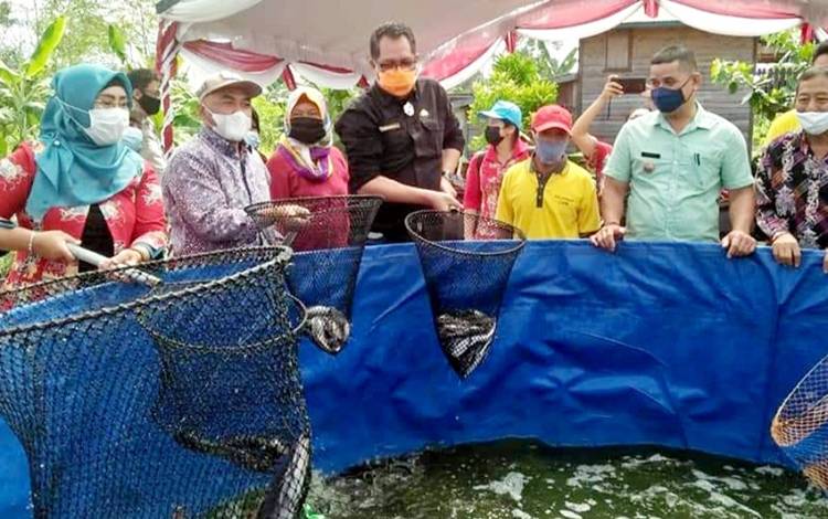 Panen perdana budidaya ikan sistem bioflok di Kelurahan Banturung, Kecamatan Bukit Batu, Palangka Raya.