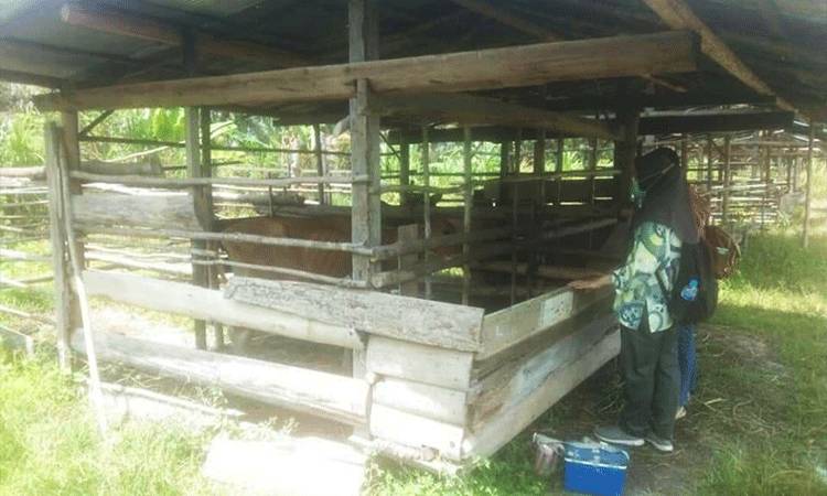 Jajaran bidang peternakan Dinas Pertanian Barito Utara saat meninjau perkembangan dan memeriksa kesehatan sapi milik para peternak di lapangan.