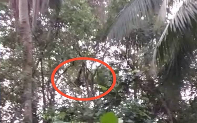 Orangutan masuk kebun warga Kumai, Kotawaringin Barat.