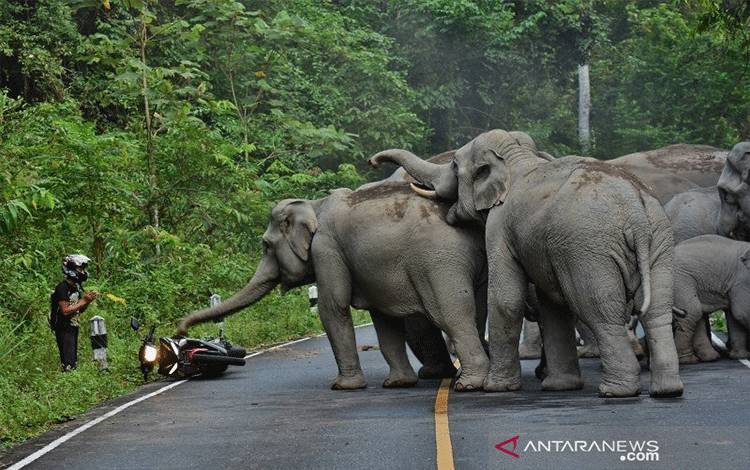 Ilustrasi kawanan gajah liar. (ANTARA/HO/21)