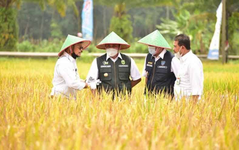 Menteri Pertanian Syahrul Yasin Limpo turut serta dalam panen raya padi di Desa Srikaton, Kecamatan Buay Madang, Kabupaten OKU Timur, Sabtu. (foto : ANTARA/HO-Kementerian Pertanian)