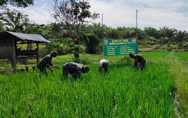 Babinsa Berambai Makmur Serda Ilham bersama anggota Koramil 1014 - 05/Pangakalan Banteng, turun ke sawah bantu bersihkan rumput liar.