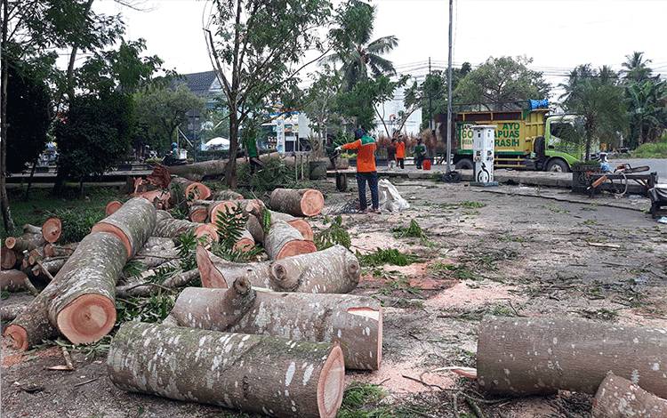 Petugas Dinas Lingkungan Hidup Kapuas saat melakukan penebangan pohon di kawasan hutan Kota Kuala Kapuas.