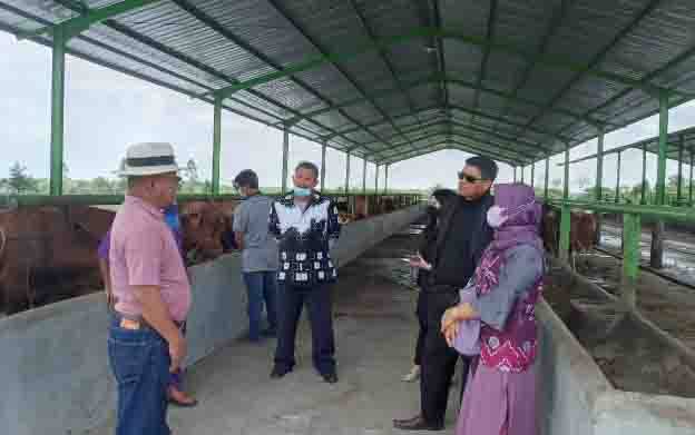 Anggota Komisi II DPRD Kotawaringin Timur, Parimus (baju hitam) saat mengunjungi peternakan Sapi di Kabupaten Kotawaringin Barat