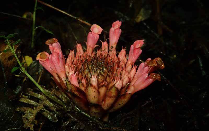 Etlingera tjiasmantoi, salah satu spesies baru dari suku jahe-jahean (Zingiberaceae) yang saat ini hanya ditemukan di hutan pegunungan wilayah Tentena, Kabupaten Poso, Sulawesi Tengah. (FOTO : ANTARA/HO-LIPI/Wisnu Handoyo Ardi)