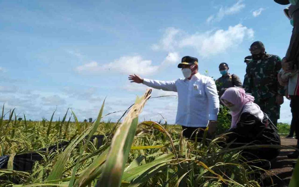 Gubernur Kalteng Sugianto Sabran saat mengecek padi di kawasan food estate
