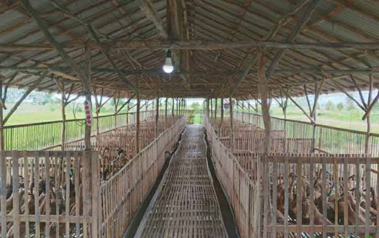 Kandang ternak itik warga di kawasan food estate, Desa Bentuk Jaya (A5), Kecamatan Dadahup, Kabupaten Kapuas, Kalteng.