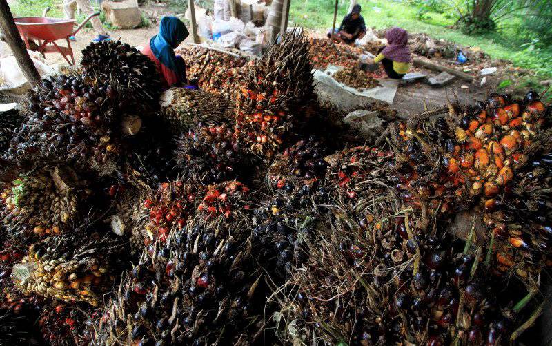 Pekerja merontokkan buah kelapa sawit dari tandannya di Desa Sido Mulyo, Aceh Utara, Aceh, Kamis (26/10). Para pekerja manyoritas kaum perempuan mengaku, dalam sehari mereka mampu memisahkan dan merontokkan biji kelapa sawit sebanyak 250 kilogram dengan upah Rp200 per kilogram atau menerima upah Rp 50 ribu per hari. (foto : ANTARA FOTO/Rahmad)