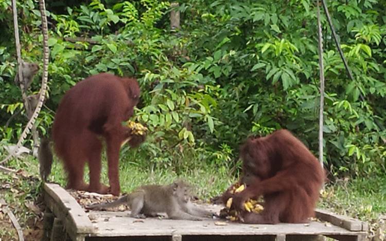 Waktu makan Orangutan di Pulau Salat.