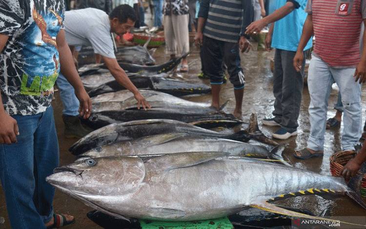 Ilustrasi - Nelayan melelang ikan tuna sirip kuning di terminal Pelabuhan Perikanan Samudera Kutaraja, Banda Aceh. ANTARA FOTO/Ampelsa/foc.