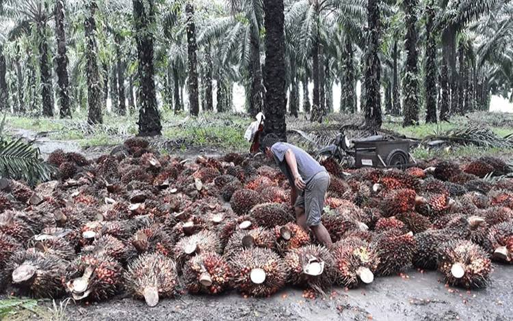 Warga yang mengumpulkan tandan buah segar kelapa sawit.