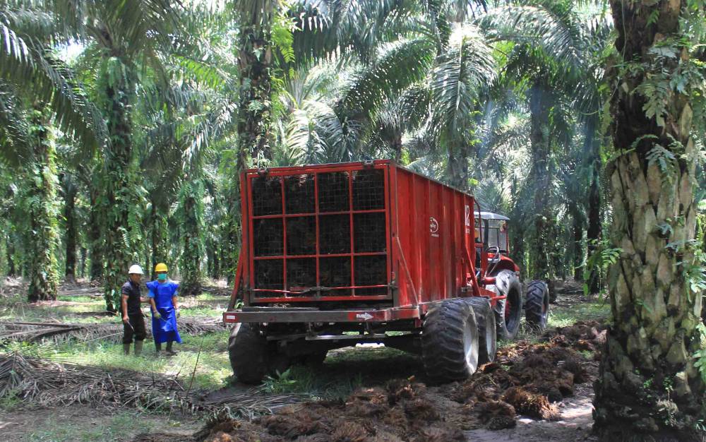 Aktivitas di perkebunan kelapa sawit.