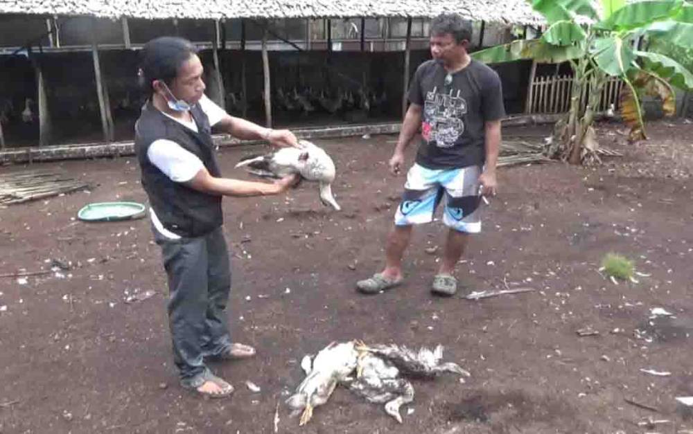 Pemilik ternak bebek saat menunjukkan bebeknya yang mati diserang anjing