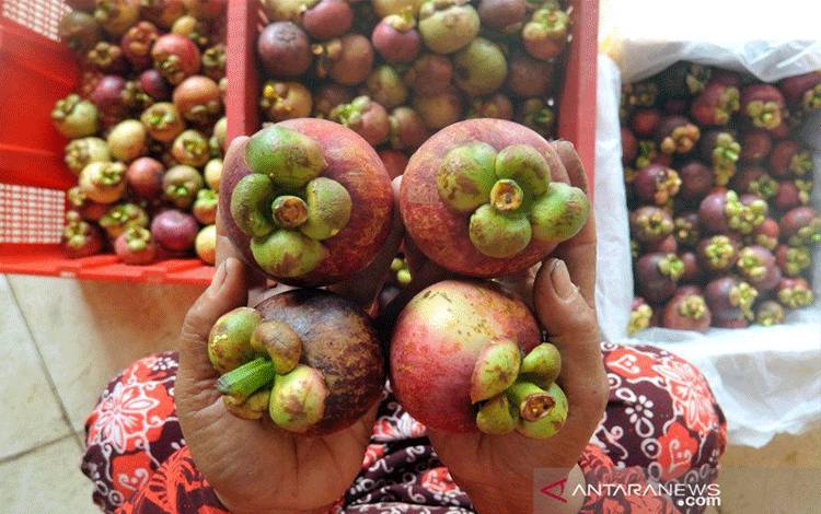 Pengepul menyortir buah manggis kualitas ekspor di gudang manggis Parik Malintang, Kabupaten Padangpariaman, Sumatera Barat, Senin (3/8/2020). ANTARA FOTO/Iggoy el Fitra/aww.