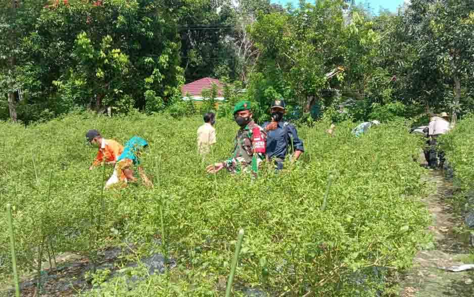 Babinsa Koramil 1013-03 Teweh Tengah, Sertu Agus Ariyanto saat mendampingi pata petani di lahan kebun percontohan