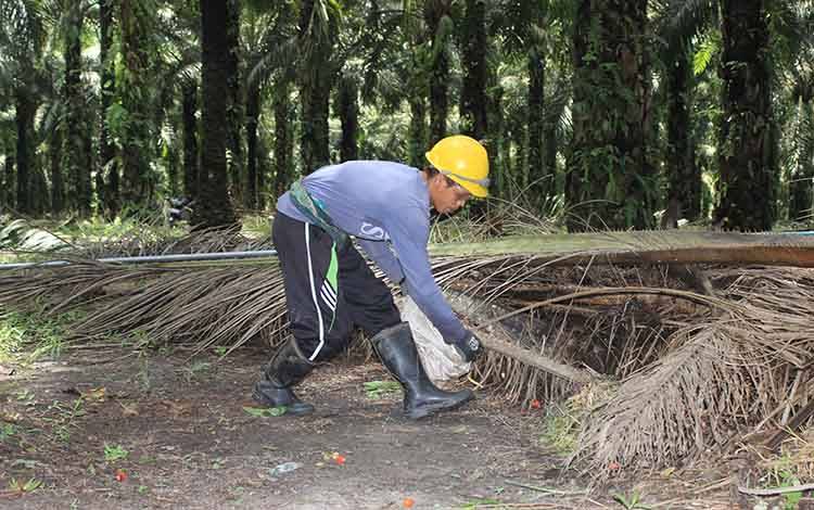 Ilustrasi - Pekerja di perkebunan kelapa sawit. (foto : dok Borneonews)