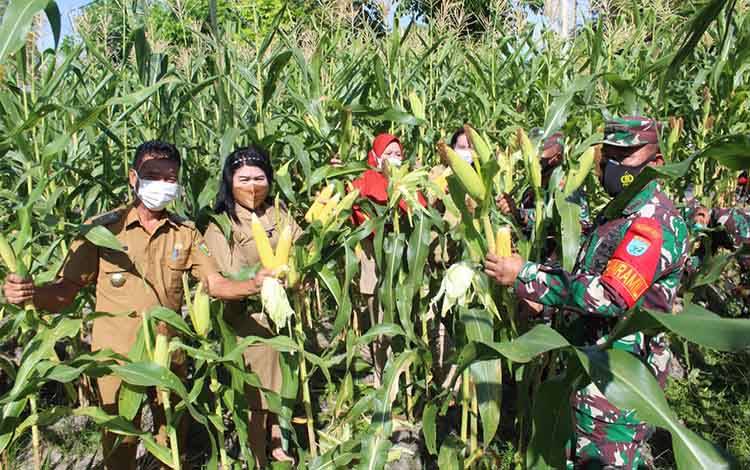 Kebun jagung hasil kerjasama Kelurahan Pahandut dan Kodim 1016 Palangka Raya 