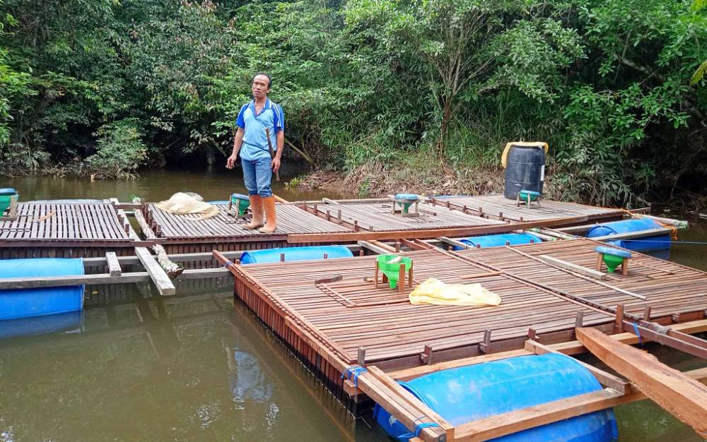 Margonadi, pengusaha ikan dalam keramba di Desa Tewah Pupuh terancam rugi jutaan rupiah akibat pencemaran sungai.