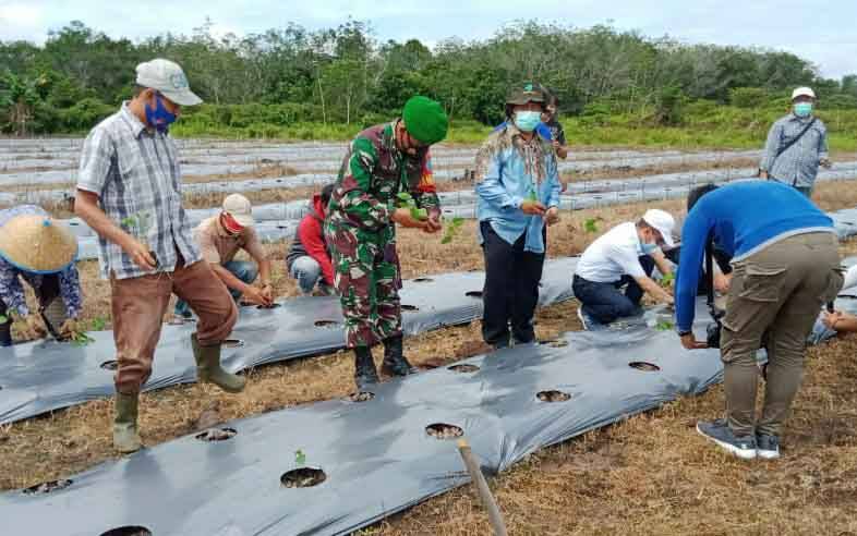 Danramil Muara Teweh saat membantu warga menanam cabai, Jumat, 4 Juni 2021.