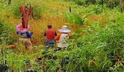 Ilustrasi masyarakat peladang sedang memanen padi hasil pertaniannya.