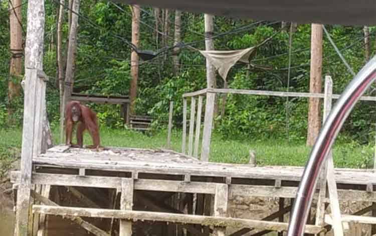 Individu Orangutan yang ada di Pulau Salat, Desa Pilang, Kabupaten Pulang Pisau.