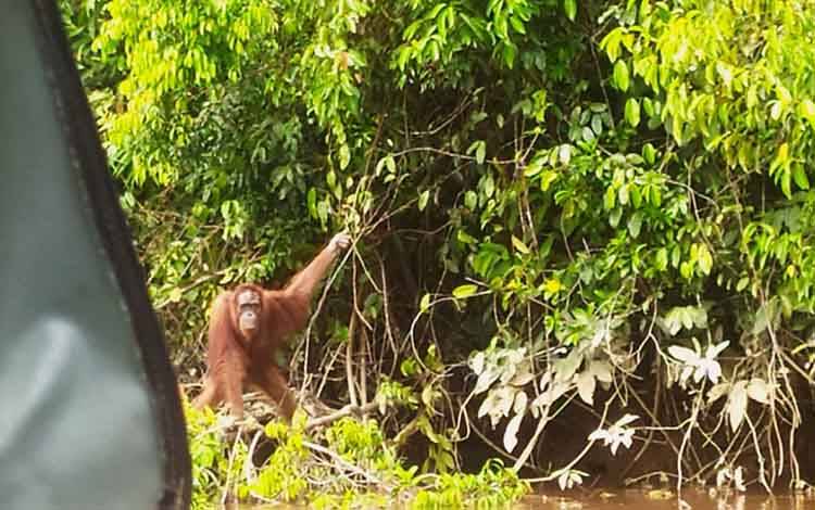 Individu Orangutan yang tinggal di Pulau Salat, Desa Pilang, Kabupaten Pulang Pisau