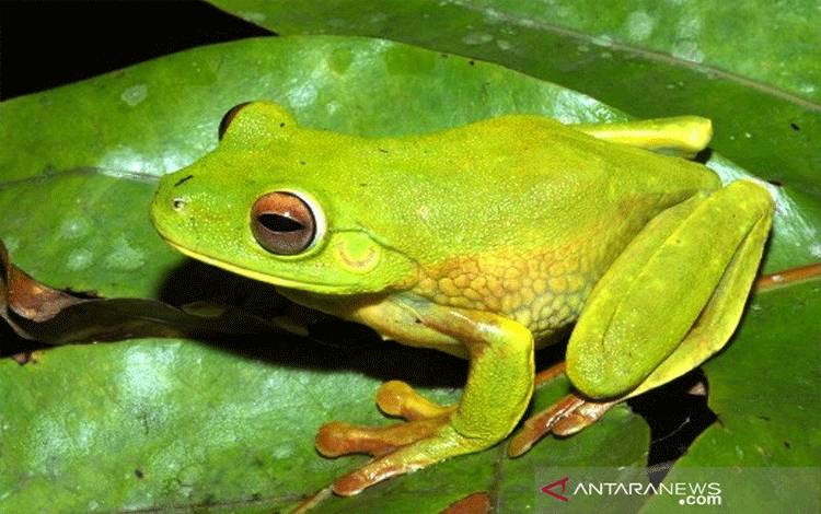 Litoria lubisi, memiliki warna yang lebih mencolok dibandingkan dengan katak hijau lainnya dan fisik yang cukup unik karena ukurannya yang cenderung besar, dengan panjang dapat mencapai 70 mm. (ANTARA News Papua/HO-Corcom PTFI)