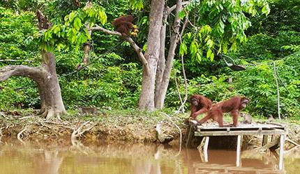 Orangutan yang berada di kawasan konservasi, Pulau Salat.