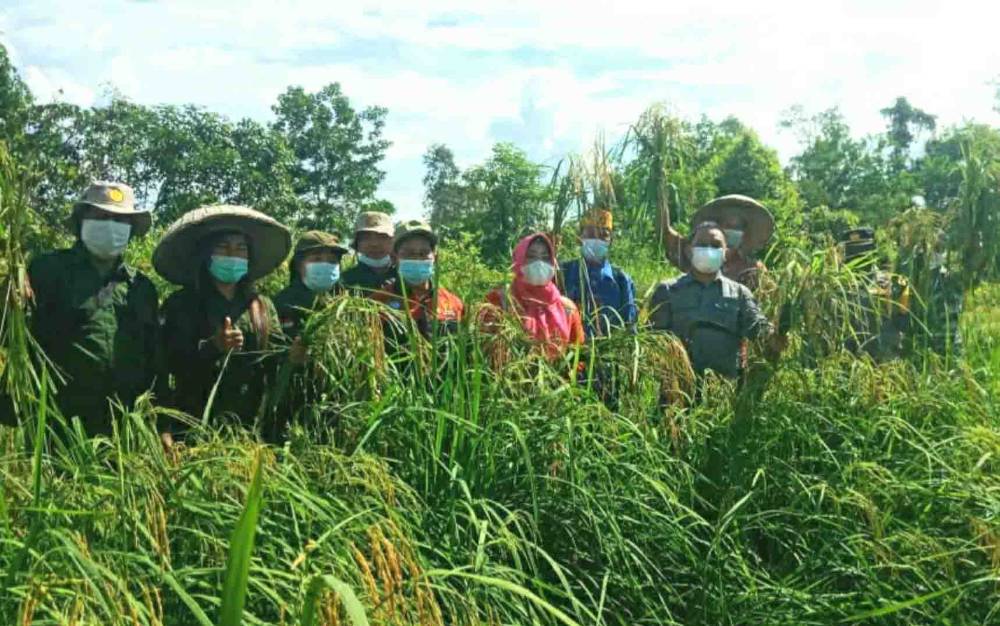 Plt Kepala Dinas Pertanian Kapuas, Aswan saat panen padi di lokasi food estate Kecamatan Kapuas Hilir.