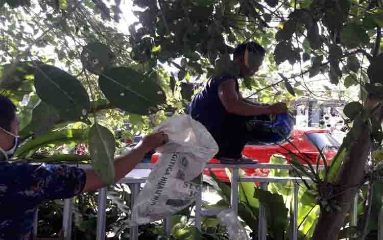 Petugas DPKP Palangka Raya saat evakuasi sarang lebah