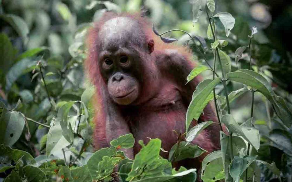 Orang Hutan, salah satu hewan langka yang ada di Kalteng wajib untuk dilindungi