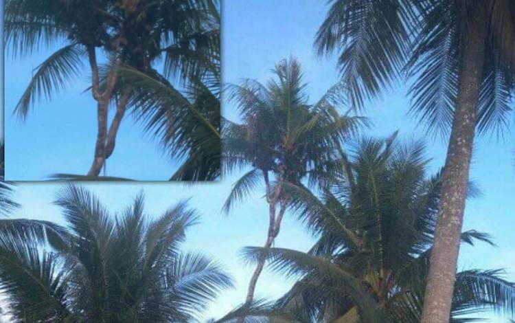 Pohon kelapa cabang tiga di Desa Palingkau, Mentaya Hilir Selatan